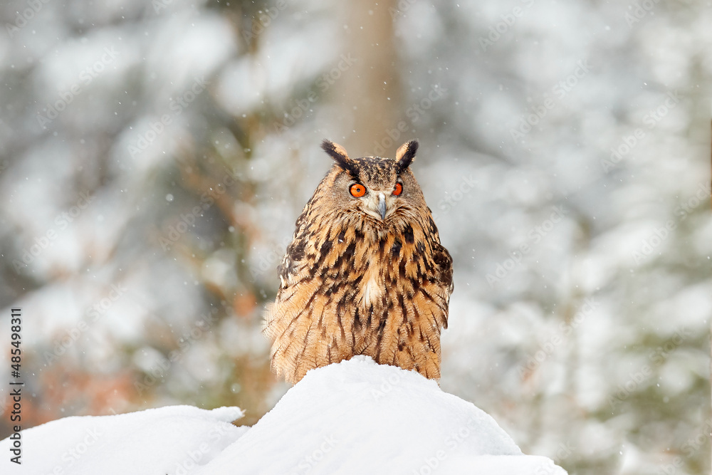 Winter wildlife. Flying Eurasian Eagle owl with open wings with snowflakes in snowy forest during cold winter. Wildlife scene from Germany in Europe. Big owl in the nature habitat.