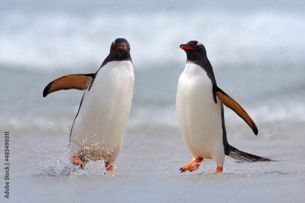 Fototapeta premium Running Penguin in the ocean water. Gentoo penguin jumps out of the blue water after swimming through the ocean in Falkland Island. Wildlife scene from nature.