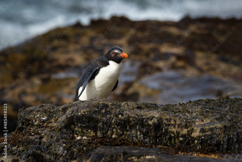 Obraz premium Rock penguin. Beautiful sea bird. Rockhopper penguin, Eudyptes chrysocome, in the rock nature habitat. Black and white sea bird, Sea Lion Island, Falkland Islands.