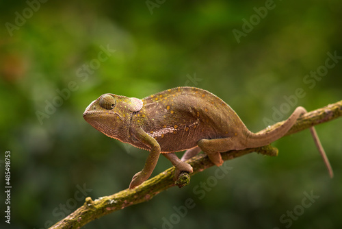 flap-necked chameleon (Chamaeleo dilepis),on the branch in forest habitat. Exotic beautiful endemic green reptile with long tail from South Africa. Wildlife scene from nature.  Female of chameleon. photo