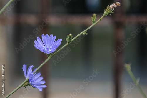 Wegwarte Cichorium intybus vor unscharfem Hintergrund mit Eisengitter