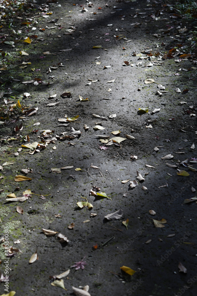 Obraz premium 落ち葉