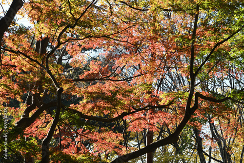 紅葉のグラデーション