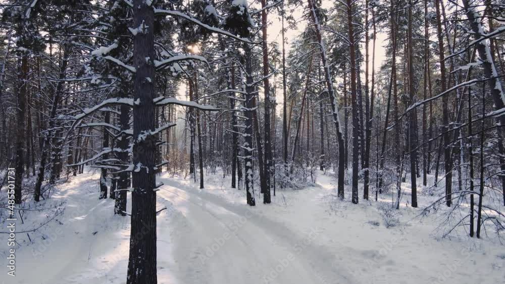 The drone slowly moves back along the trail through the frozen winter pine forest. An aerial view of the sun's rays breaking through the snow-covered pines. Winter travel inspiration. The drone slowly moves back along the trail through the frozen winter pine forest. An aerial view of the sun's rays breaking through the snow-covered pines. Winter travel inspiration.