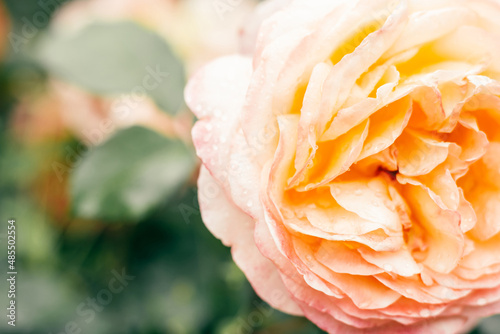 Close up image of flower plant of big Gartenspass rose Floribunda on blurred out of focus green background. Bright yellow orange peach blossom petals macro. Fresh scent parfume. Copy space