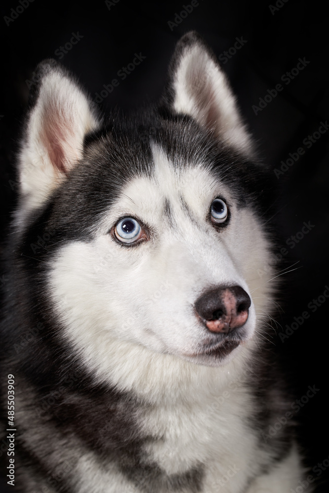 Siberian husky dog face on black background.