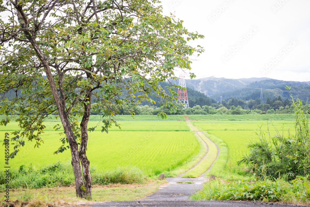 田圃道 田圃道
