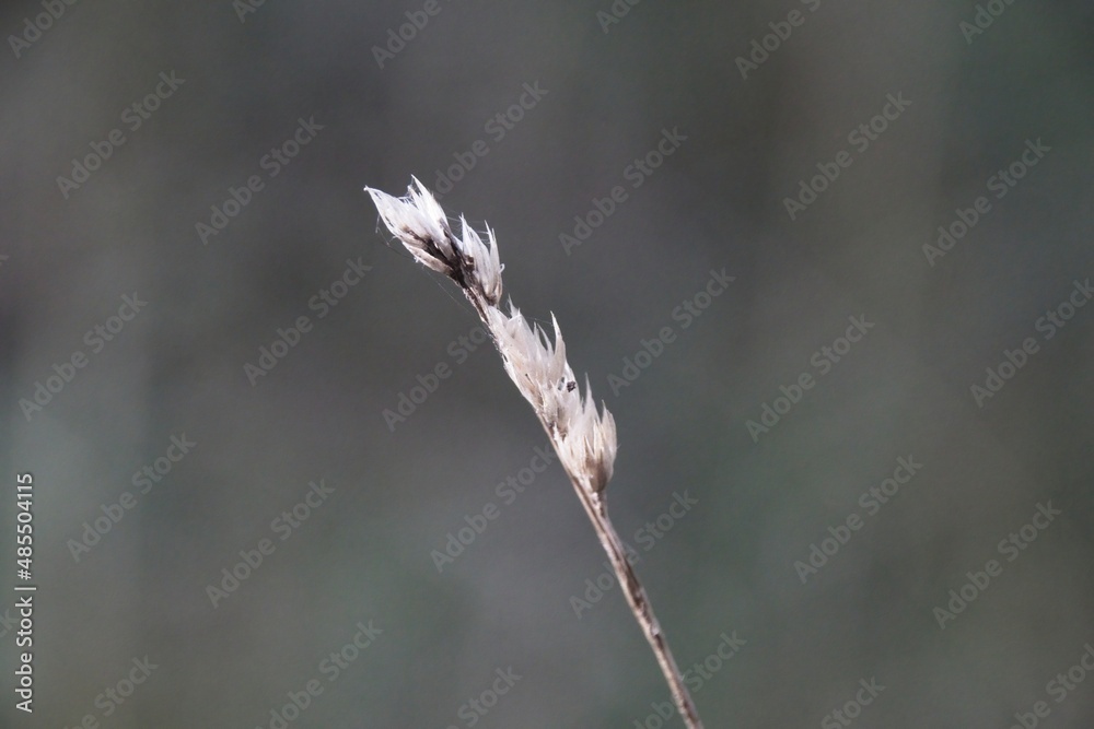 Fototapeta premium close up of grass
