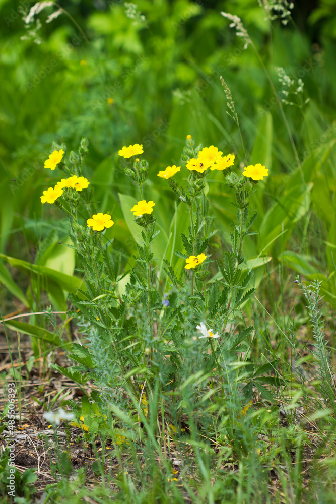 Obraz premium The sulphur cinquefoil (lat. Potentilla recta), of the family Rosaceae. Central Russia.