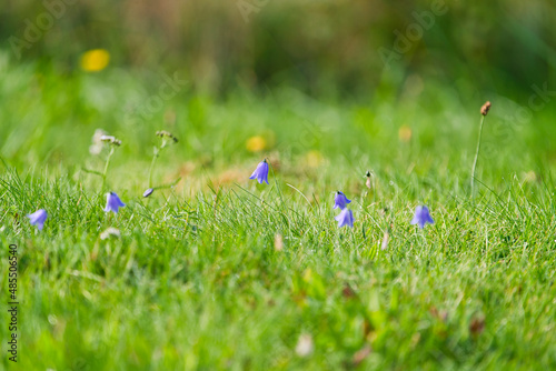 Campanula cochleariifolia, Campanula cochlearifolia, in autumn in alps photo