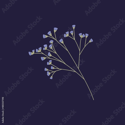 Sea lavender, Limonium flowers twig. Dry floral plant Statice. Small Caspia blooms on sprig for decoration. Gentle pretty wild field flora. Isolated botanical flat vector illustration