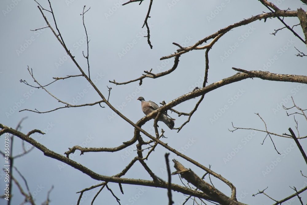 crow on a tree crow on a tree