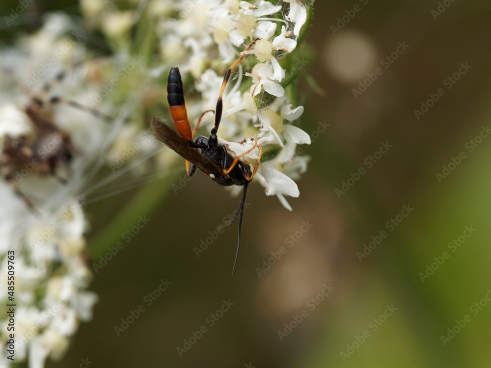 Guêpe parasitoïde ou ichneumon (Ichneumon suspiciosus) Guêpe parasitoïde ou ichneumon (Ichneumon suspiciosus)