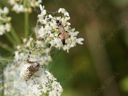 Ichneumon suspiciosus | Guêpe parasitoïde ou ichneumon, abdomen pétiolé, noir et orangé, tâche blanche sur le thorax ou scutellum