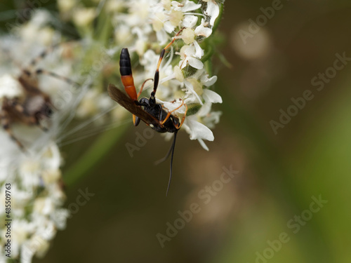 Guêpe parasitoïde ou ichneumon (Ichneumon suspiciosus) photo