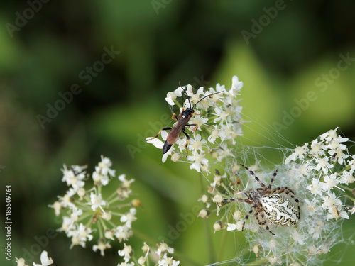 Fotografie Ichneumon suspiciosus | Guêpe parasitoïde ou ichneumon, abdomen pétiolé, noir et