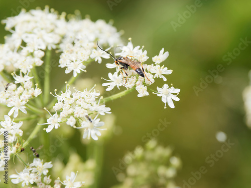Schilderij op canvas Guêpe parasitoïde ou ichneumon (Ichneumon suspiciosus)