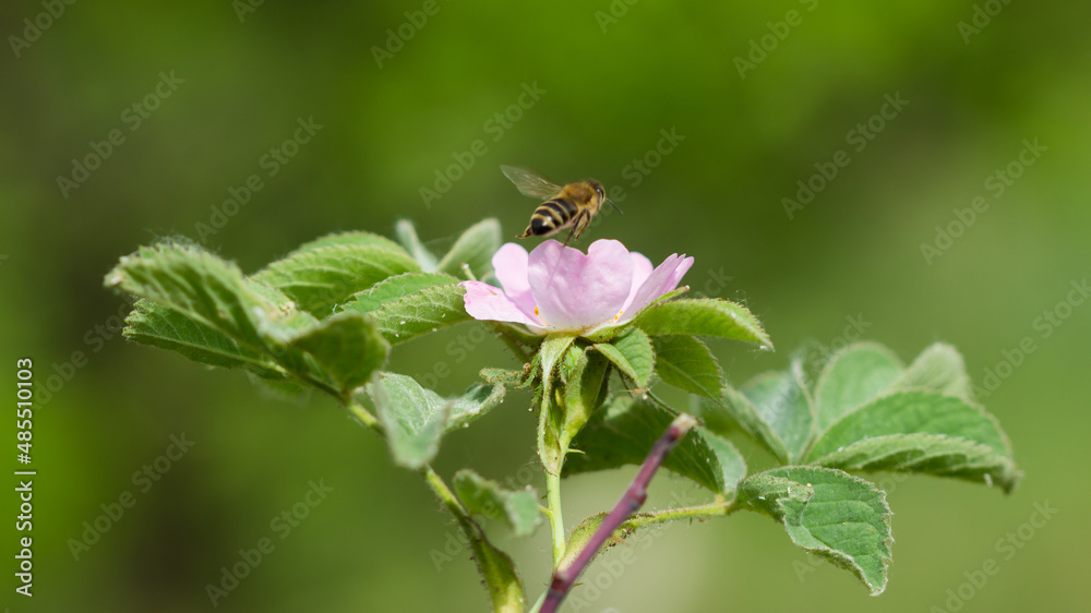 The cinnamon rose (lat. Rosa majalis), of the family Rosaceae. Central Russia. The cinnamon rose (lat. Rosa majalis), of the family Rosaceae. Central Russia.
