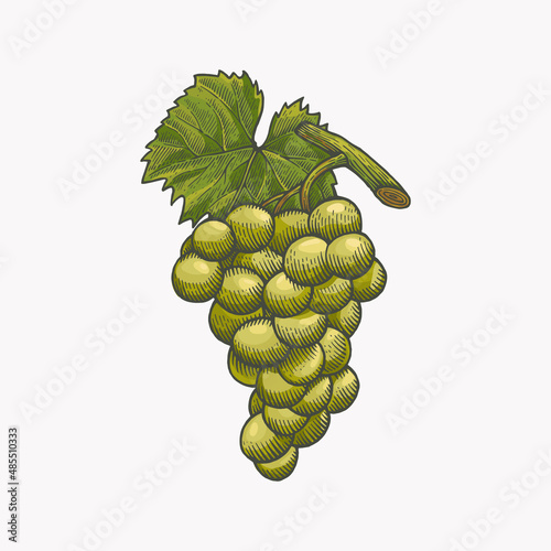 Green bunch of grapes with leaf in color engraving style. Vector illustration on a light background.