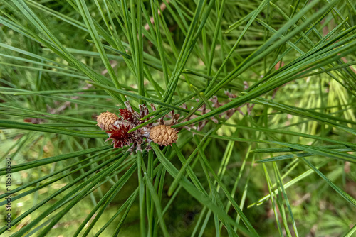 Pinus densiflora Umbraculifera. Beautiful miniature brown female pine cones on long shoots of Pinus densiflora Umbraculifera. Blurred background. Selective focus. Close-up. Nature concept for design.