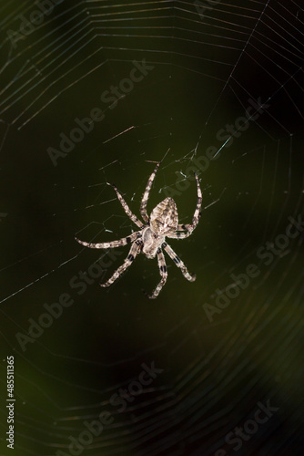 The European garden spider (lat. Araneus diadematus), of the family Araneidae. Central Russia.