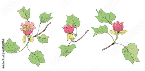 Set of vector isolated illustrations of yellow poplar Liriodendron Tulipifera.A color image of the branches, flowers and leaves of a Tulip tree.Suitable for the design of tattoos, jewelry and other