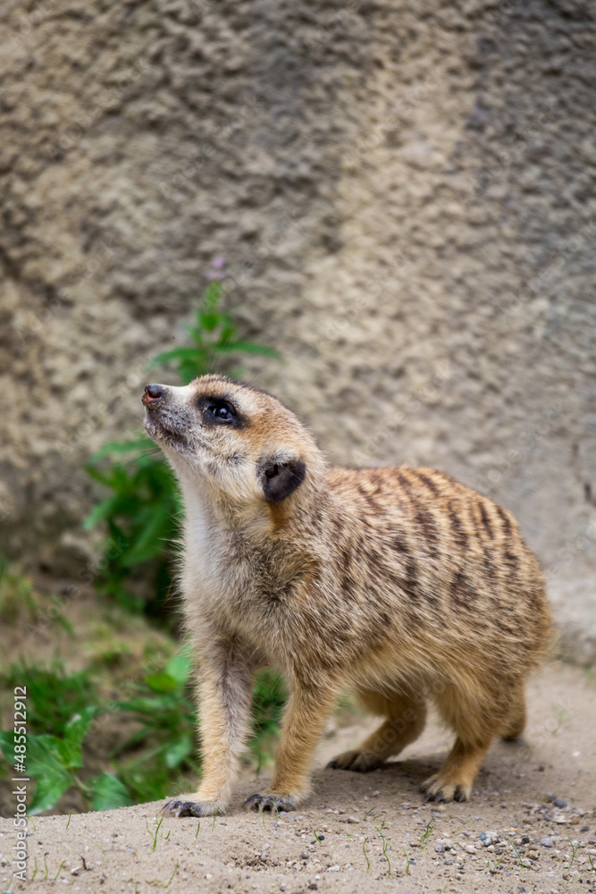 One Meerkat (Suricata suricatta) checking the Area, Africa One Meerkat (Suricata suricatta) checking the Area, Africa