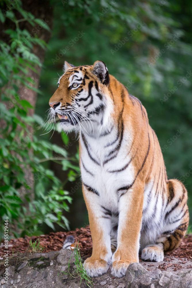 Bengal Tiger sitting on a Stone and Looking at something Bengal Tiger sitting on a Stone and Looking at something