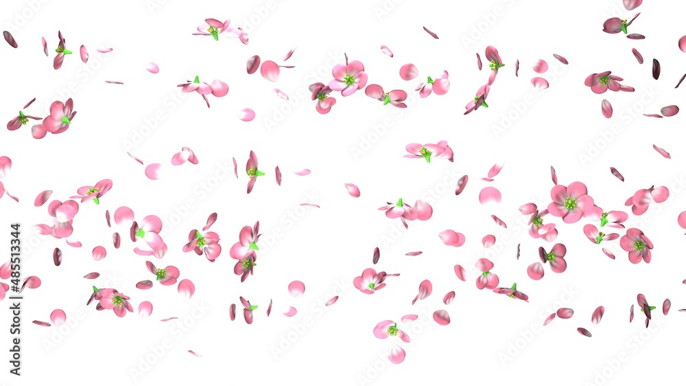 Cherry blossoms on white background.
3D illustration for background.