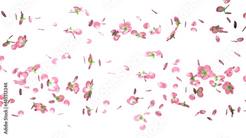 Cherry blossoms on white background. 3D illustration for background.