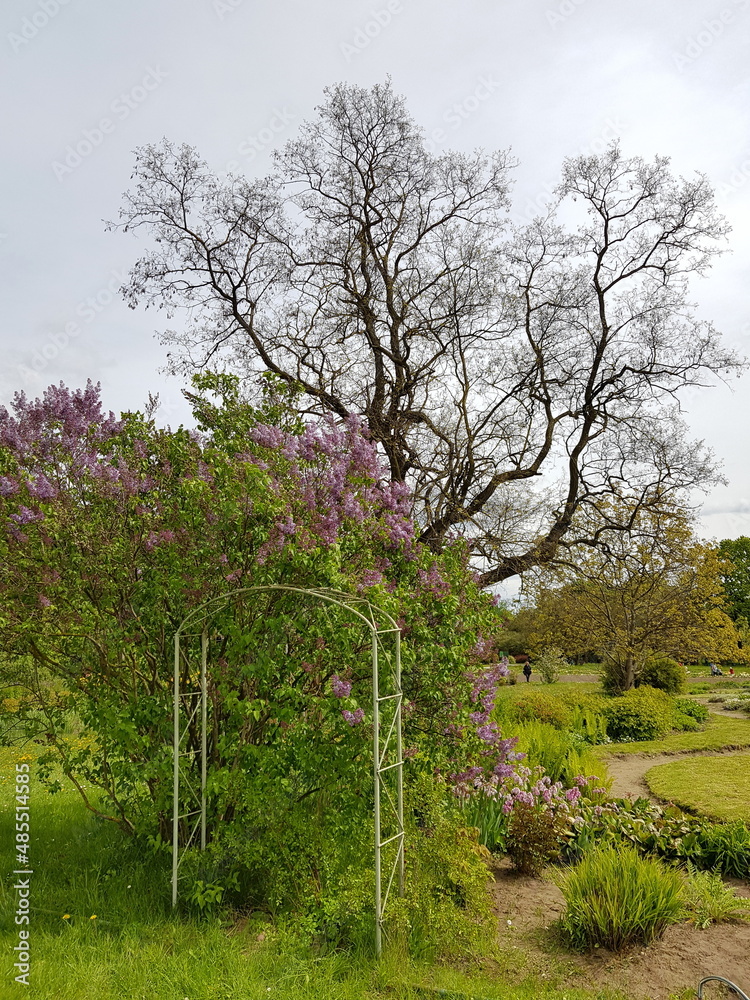 English garden with a big old tree, blooming lilac, an empty gazebo.