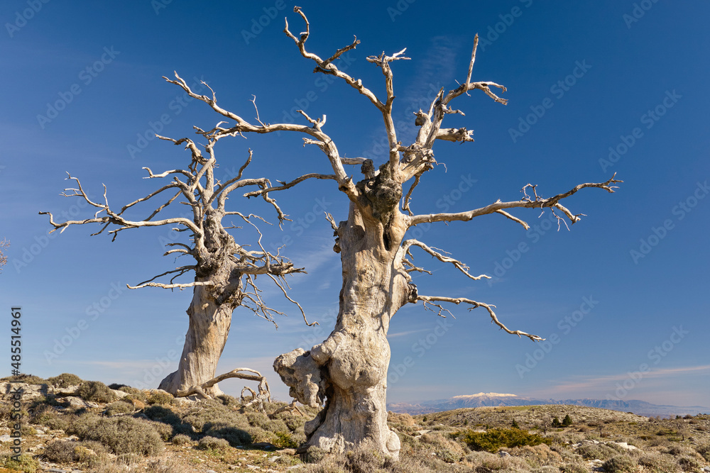 group of mountain oaks (Quercus faginea) in winter in the national park of sierra de las nieves in Málaga. Spain, Europe group of mountain oaks (Quercus faginea) in winter in the national park of sierra de las nieves in Málaga. Spain, Europe