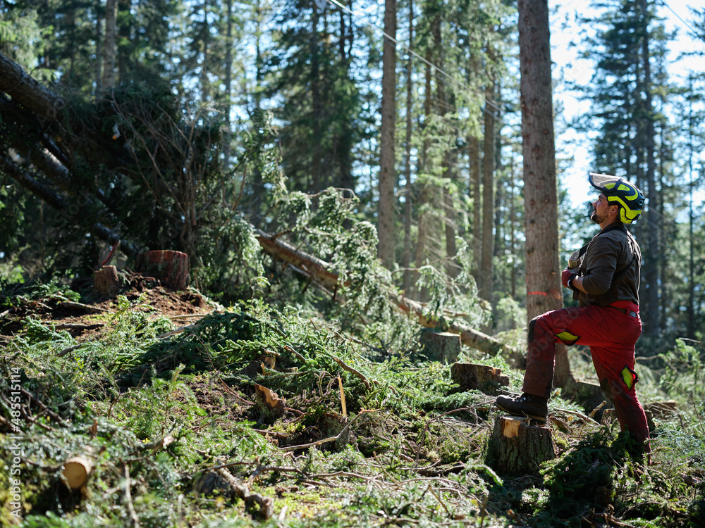 Lumberjack looking at trees in forest Lumberjack looking at trees in forest