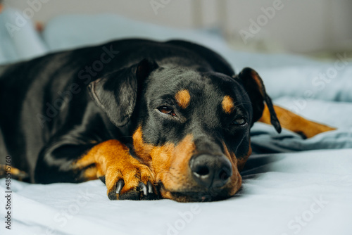 Cute german pinscher breed dog lay on bed and fall asleep with sleepy eyes closing. Tired dog sleep on couch. Lazy pet relaxed at home.