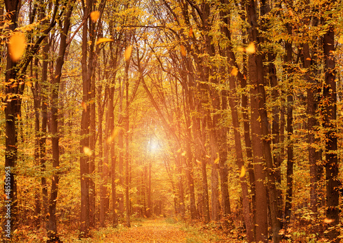 Autumn forest or park and falling yellow leaves in the air.