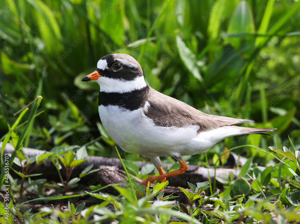 Wader, nesting along the banks of rivers, lakes and seas in northern Eurasia, mainly in the Arctic zone.