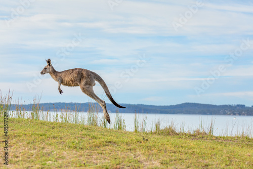 Fototapeta Naklejka Na Ścianę i Meble -  Kangaroo hopping along grassy knoll of the bay