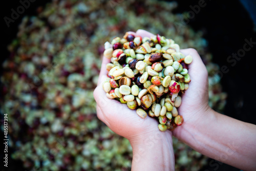 Fresh coffee seeds after peeling. Coffee beans in the fermentation and washing method of wet processing. Organic coffee beans in hands. Fresh red coffee bean in hands - fruit.