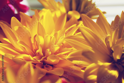 Yellow Rudbeckia flowers close up. 