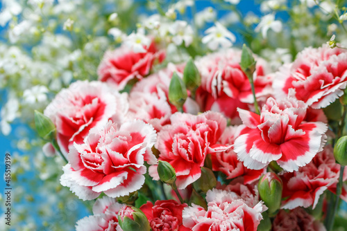カーネーションの花
