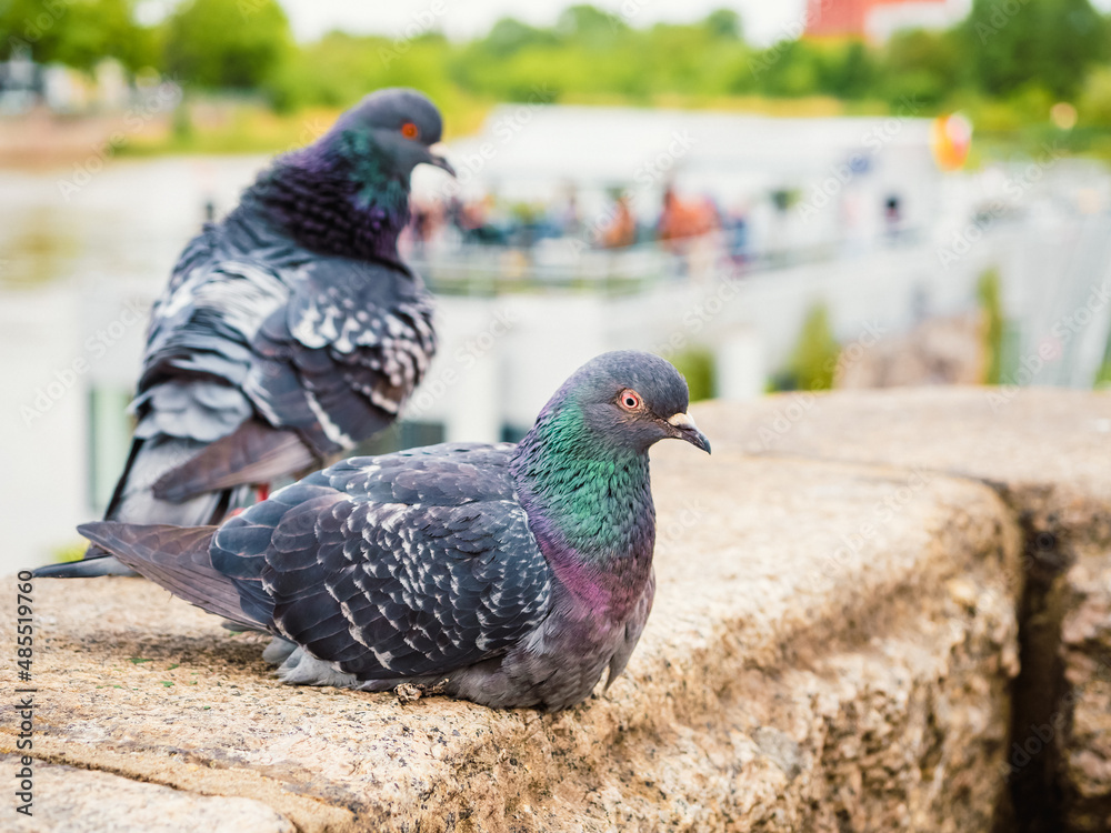 Obraz premium Wild city pigeons birds sitting on parapet outdoor in a cloudy day, close up view