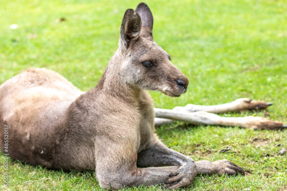 Fototapeta premium カンガルーのポートレート