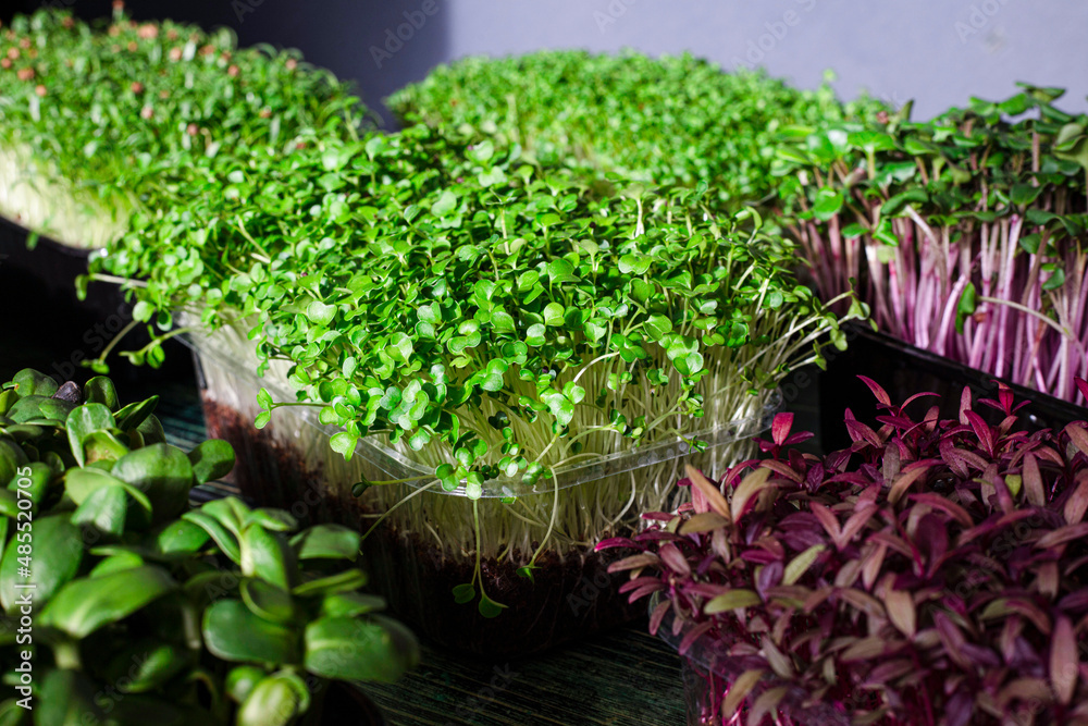 Microgreens in a plastic growing container Microgreens in a plastic growing container