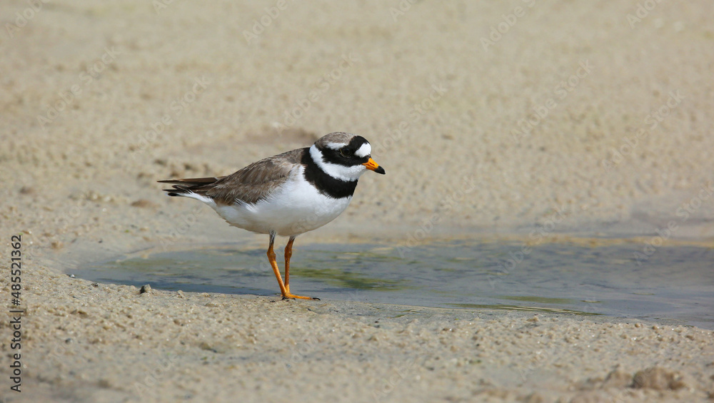 Wader, nesting along the banks of rivers, lakes and seas in northern Eurasia, mainly in the Arctic zone. Wader, nesting along the banks of rivers, lakes and seas in northern Eurasia, mainly in the Arctic zone.