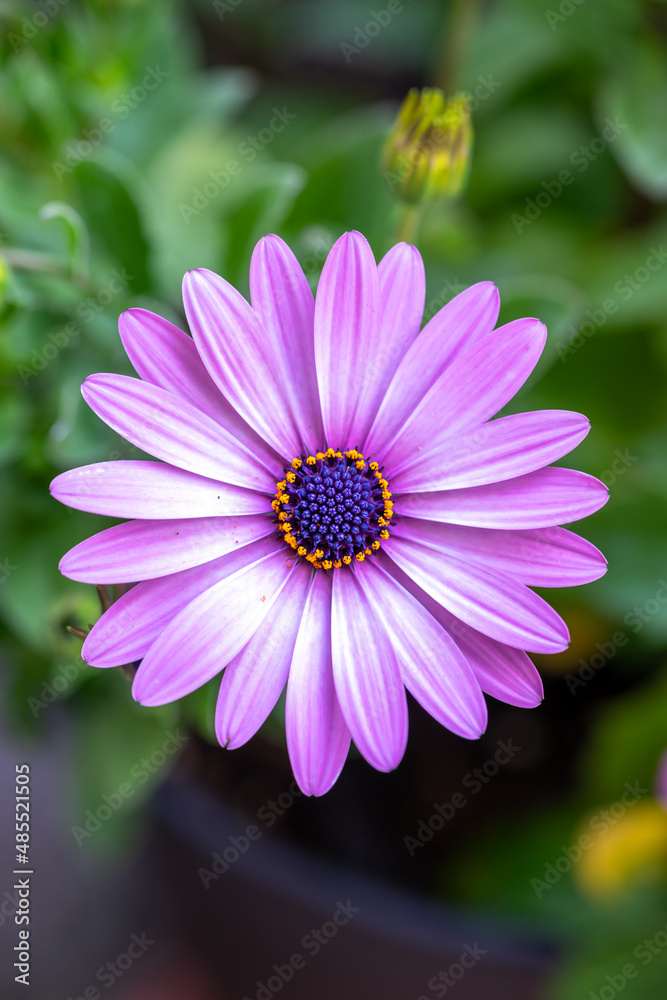 Obraz premium デイジーの花 春のイメージ