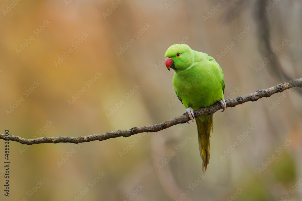 The rose-ringed parakeet (Psittacula krameri), also known as the ring-necked parakeet, is a medium-sized parrot. Beautiful colourful green parrot, cute parakeets perched on a branch. The rose-ringed parakeet (Psittacula krameri), also known as the ring-necked parakeet, is a medium-sized parrot. Beautiful colourful green parrot, cute parakeets perched on a branch.