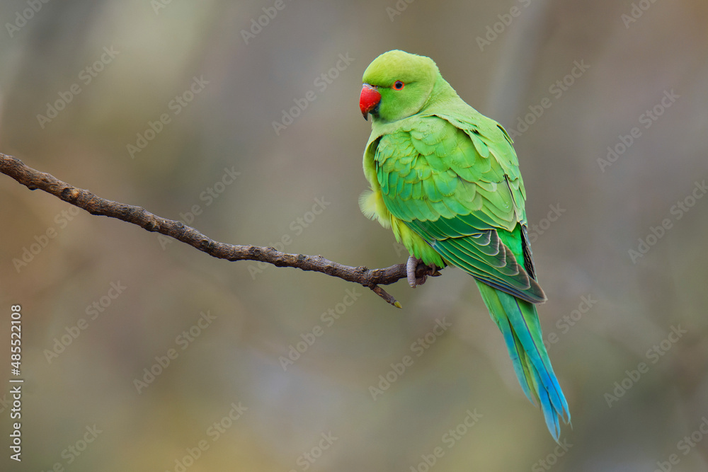 The rose-ringed parakeet (Psittacula krameri), also known as the ring-necked parakeet, is a medium-sized parrot. Beautiful colourful green parrot, cute parakeets perched on a branch.