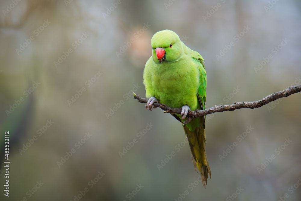 The rose-ringed parakeet (Psittacula krameri), also known as the ring-necked parakeet, is a medium-sized parrot. Beautiful colourful green parrot, cute parakeets perched on a branch. The rose-ringed parakeet (Psittacula krameri), also known as the ring-necked parakeet, is a medium-sized parrot. Beautiful colourful green parrot, cute parakeets perched on a branch.
