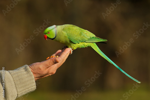 The rose-ringed parakeet (Psittacula krameri), also known as the ring-necked parakeet, is a medium-sized parrot. Beautiful colourful green parrot, cute parakeets perched on the human hand. photo