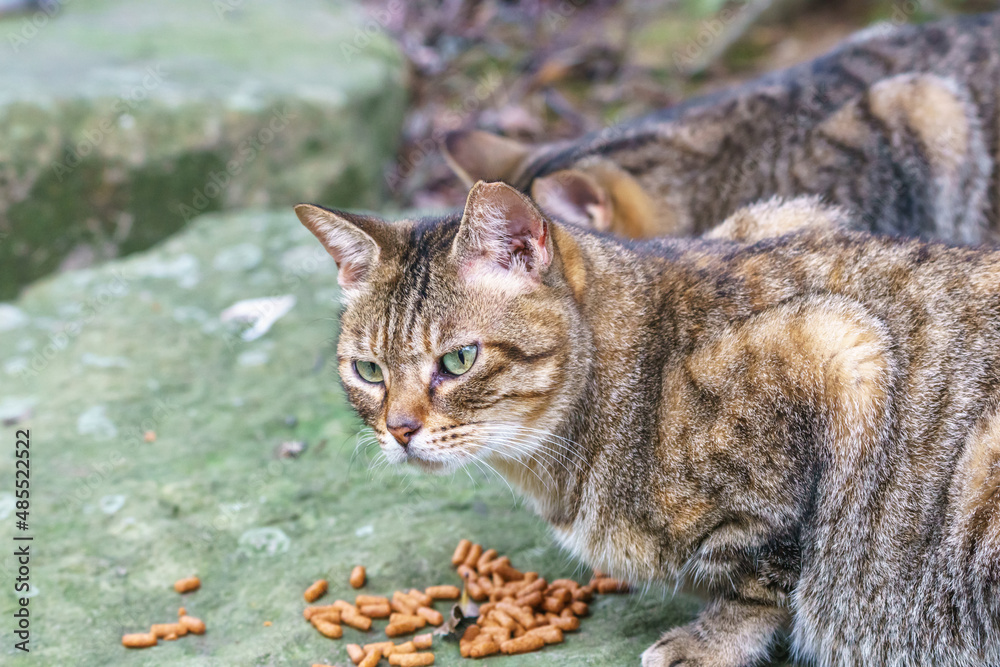 Naklejka premium 野良猫のポートレート